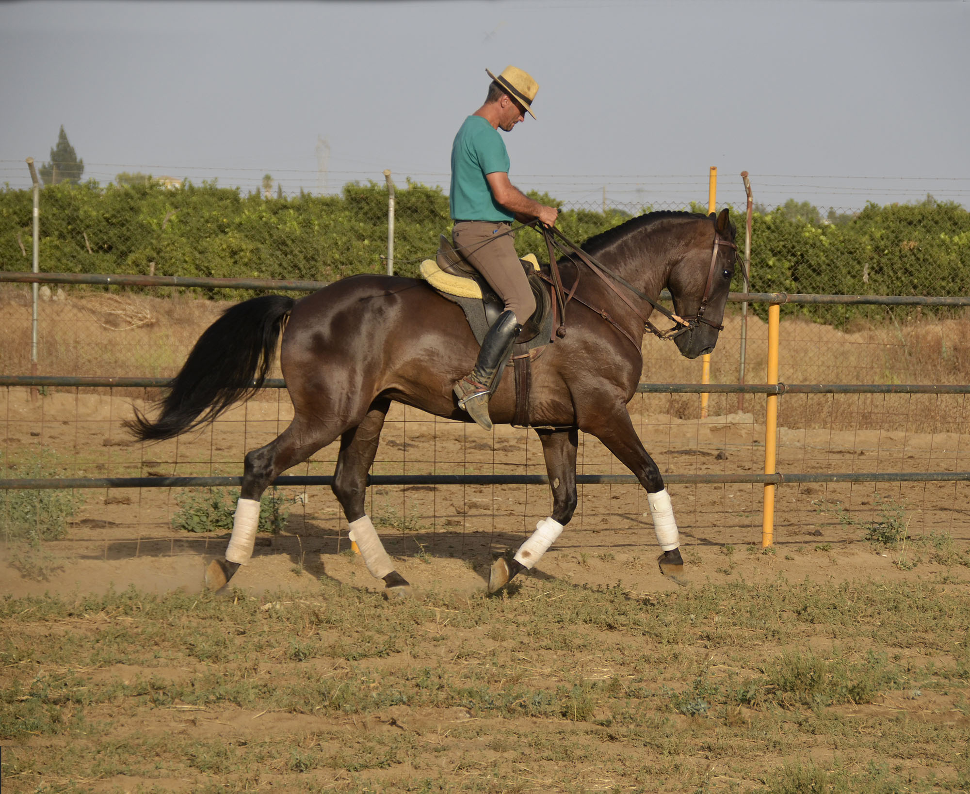 Caballo en Venta